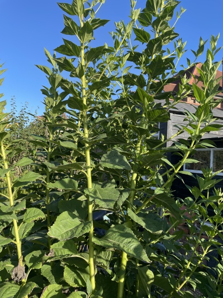 What plant is this?