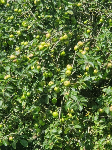 Can anyone help identify this apple tree?