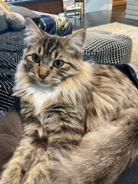 Just for the love of Tabby Cats- not enough tabby love