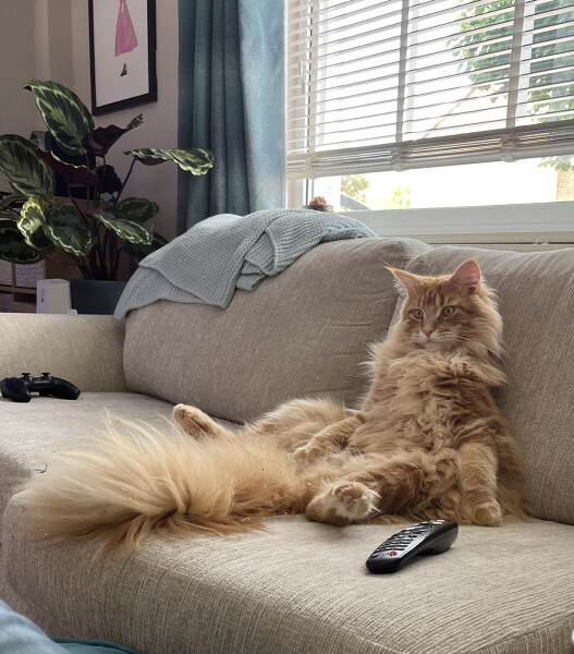 What's the daftest thing your cat has done today - pics please!