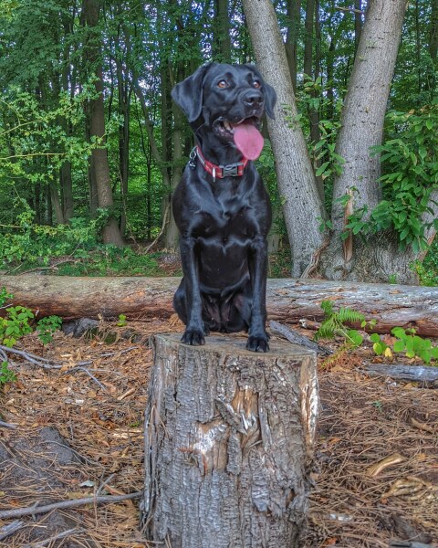 Puppy Survival Thread: Surviving into Summer 2022