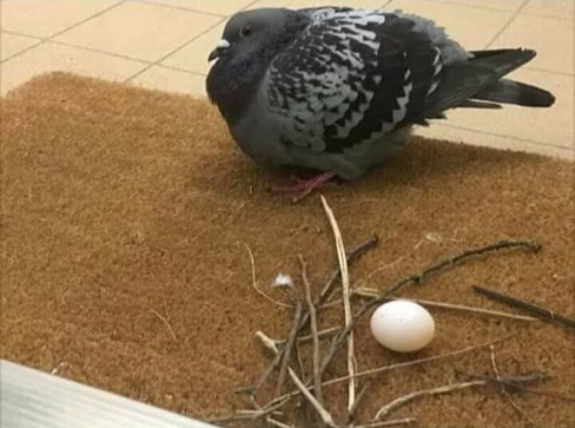To Love Pigeons