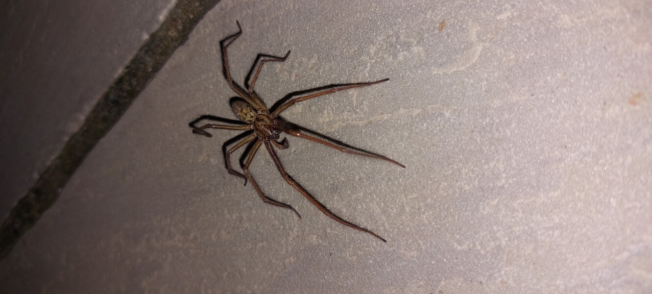 House spiders - how many have you seen this year?