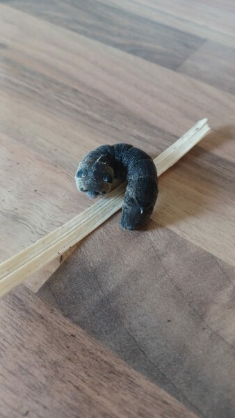 Caterpillar identification? 