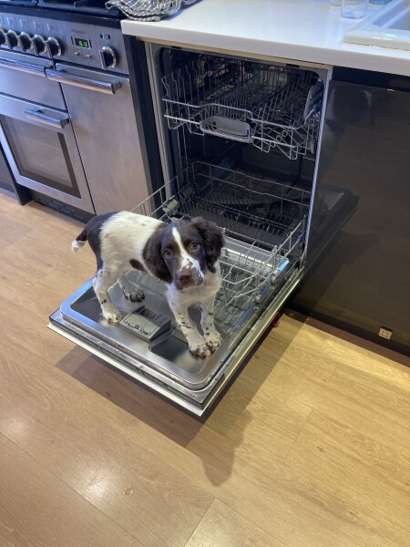 Puppy Survival Thread: Surviving into Summer 2022