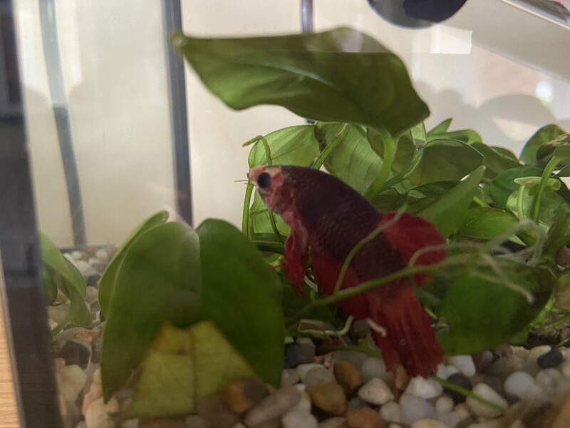 Help me save Gary!! PLEEEAASE