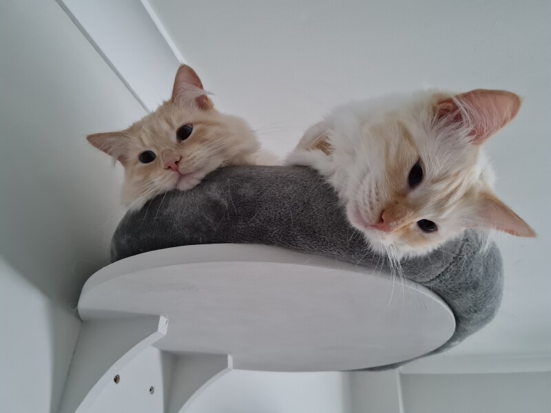 Cat mugshots