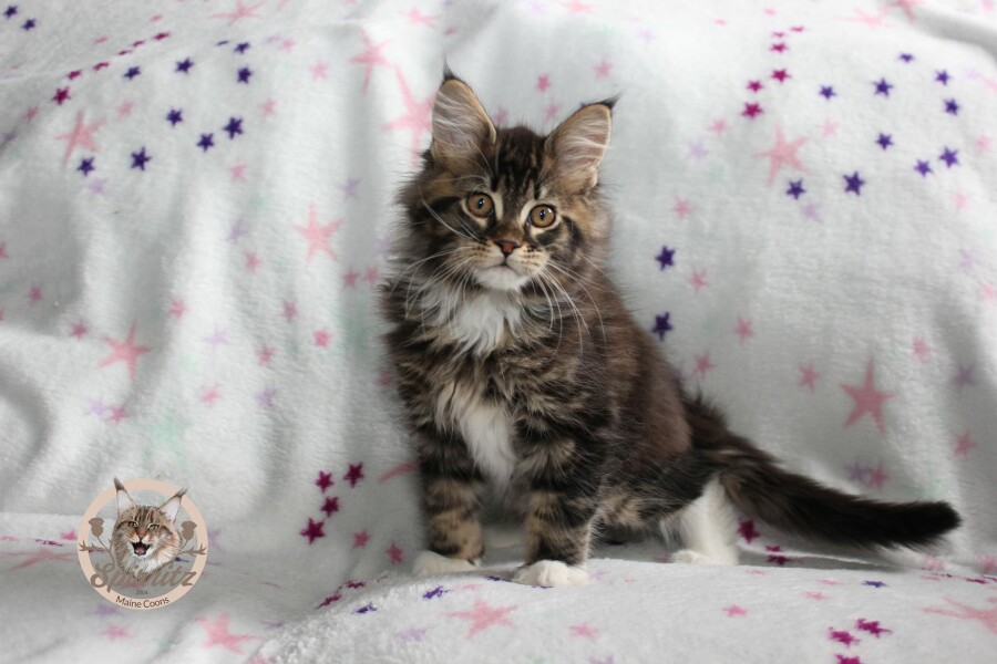 Can any one tell me what breed my kitten might be?