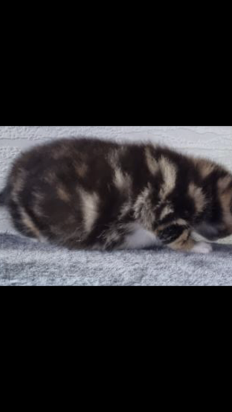 Was I being unreasonable to ask this? re buying a kitten 