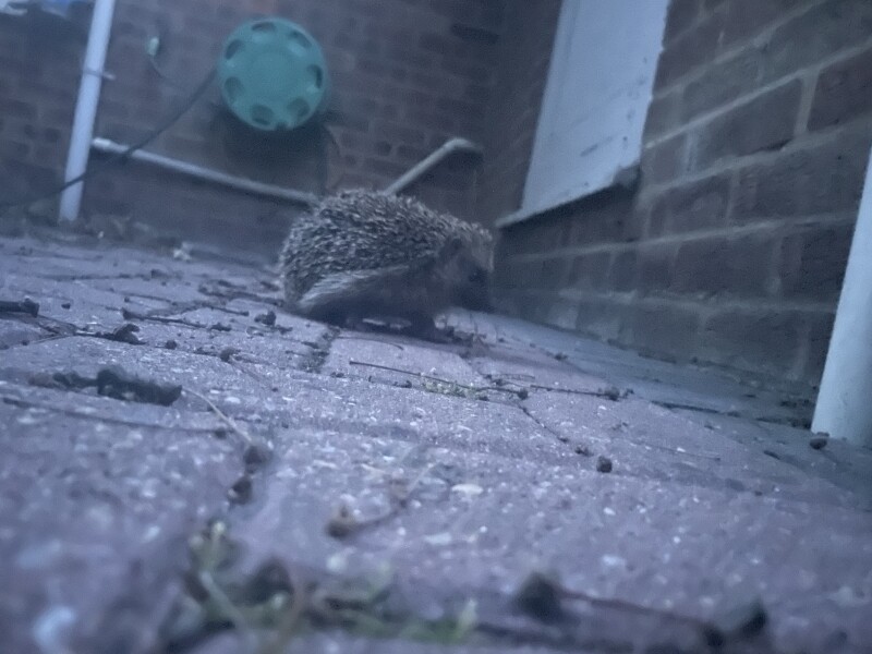 To ask you to please help hedgehogs and other wildlife prepare for winter