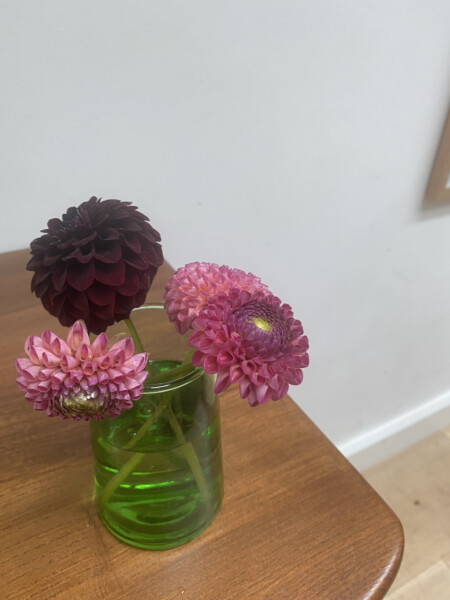 Who’s growing Dahlias this year