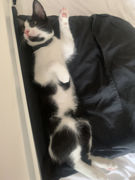 To get a cat even though DH HATES them