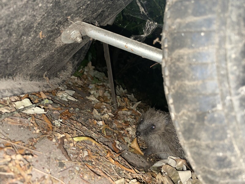 To ask you to please help hedgehogs and other wildlife prepare for winter