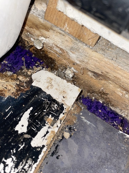 What causes bright blue/purple mould in bathroom?