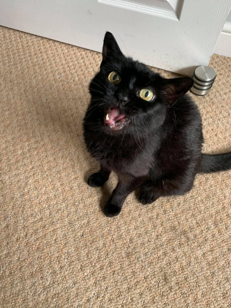 I've not been feeding my cat enough