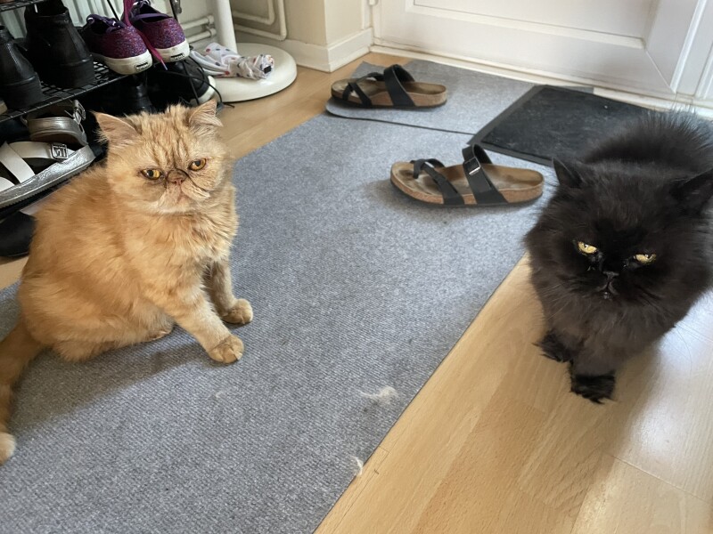 I've forgotten the cat soup!