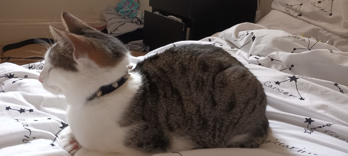 Just for the love of Tabby Cats- not enough tabby love