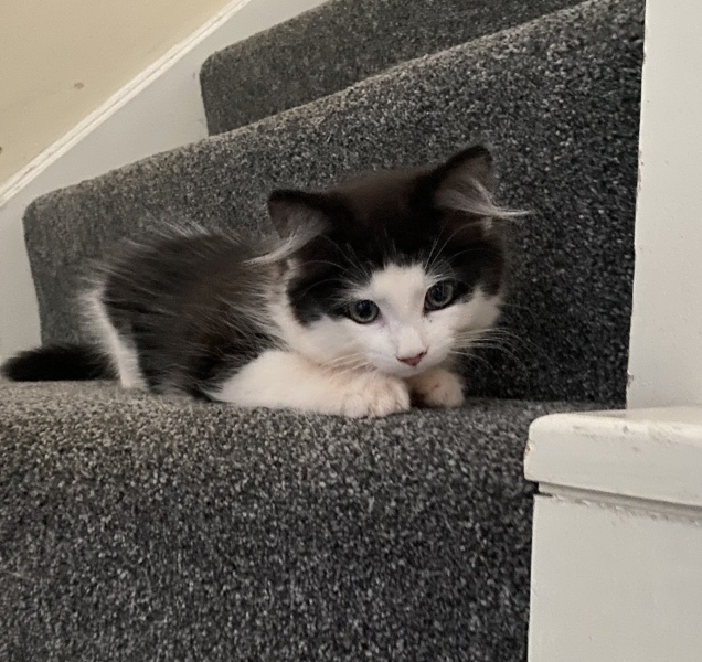 Come meet our new puss 🐈‍⬛ 