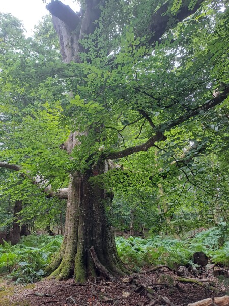 Come chat hiking with me!