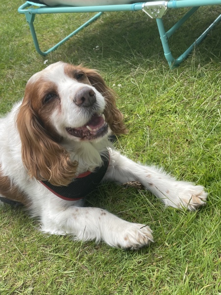 How long after losing your dog did you wait before getting another?