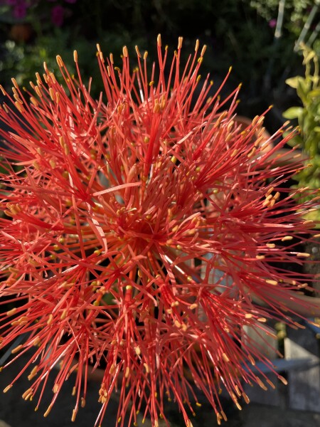 Has anyone grown a Scadoxus multiflorus (blood lily)?