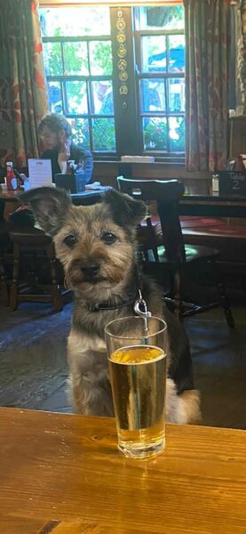 International dogs day today