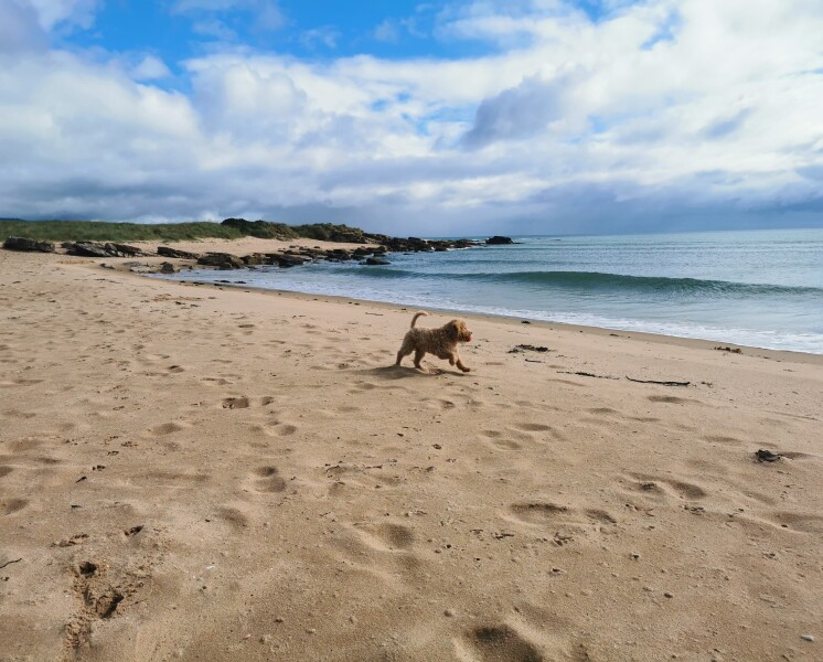Dogs who love the beach