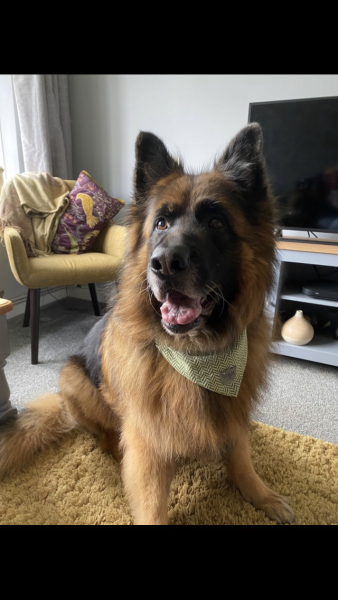 German Shepherds - yay or nay? 