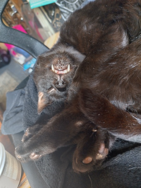 Unusual cat name suggestions please!