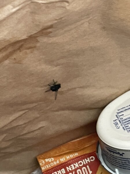 To throw this food shopping away???