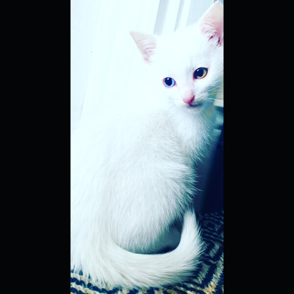 Heterochromia (odd-eyed) kitten