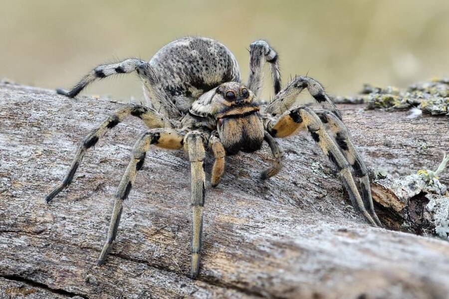 *Warning- contains picture of spider* To be frozen in fear and awe all at the same time!!