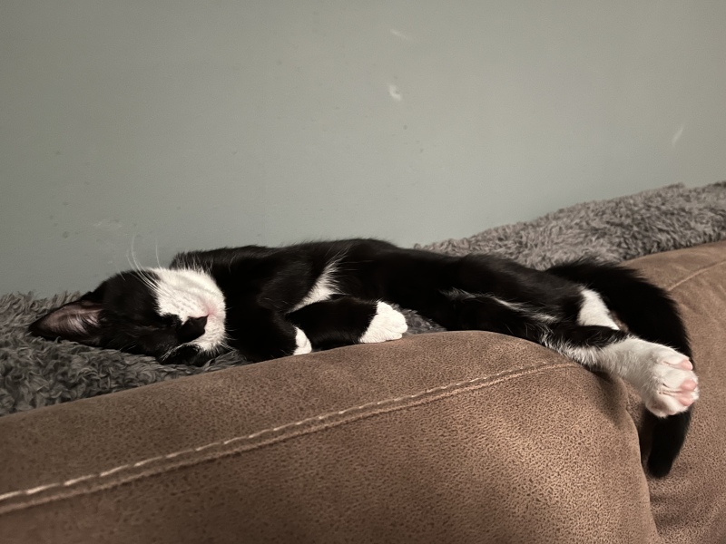 Too late for another kitten? 