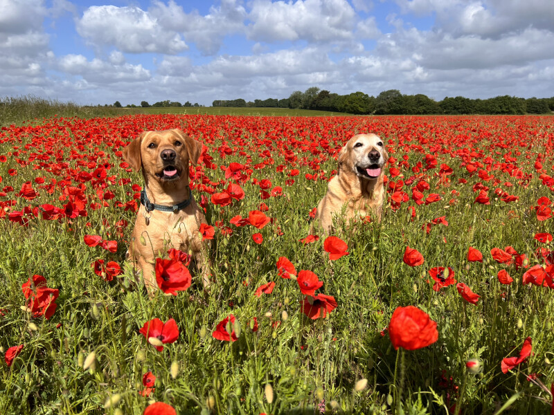 Thread 36.1 Covid Cohort , The Night Before Results Distraction Thread