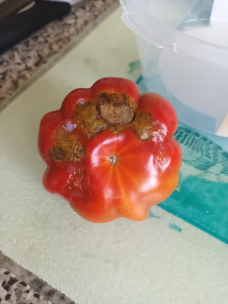Is this tomato blight?