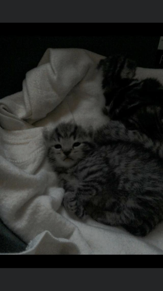 Just for the love of Tabby Cats- not enough tabby love