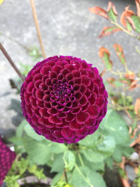 Who’s growing Dahlias this year