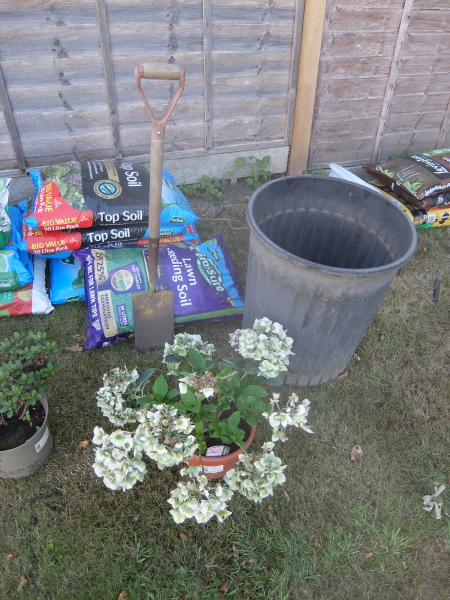 Is this patio hydrangea about to become big and bushy any time soon?