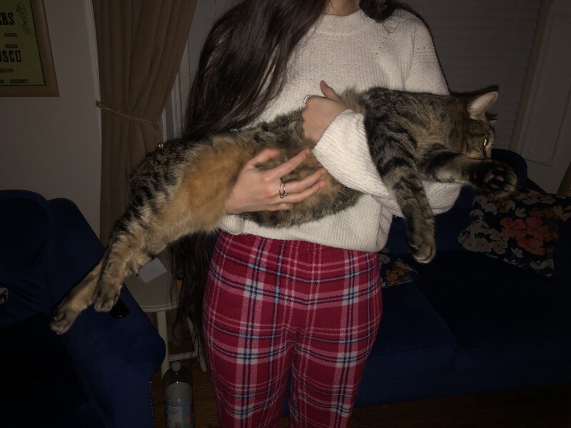 Just for the love of Tabby Cats- not enough tabby love