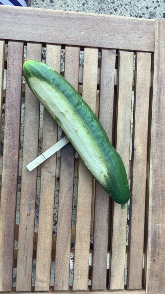 Cucumber help please!