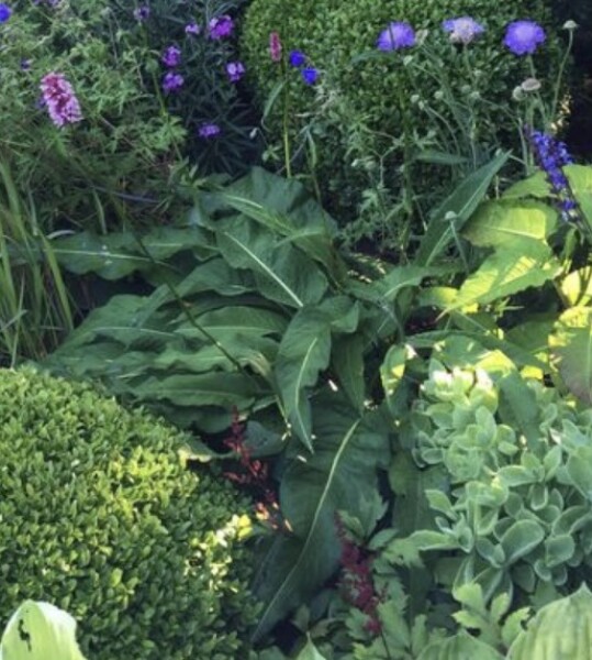 Plant ID please