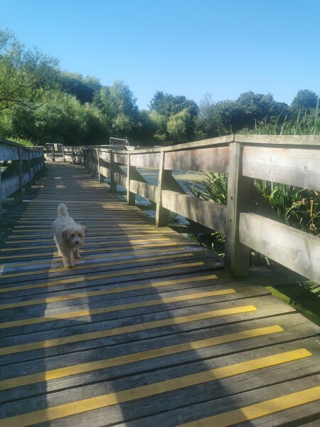 Puppy Survival Thread: Surviving into Summer 2022