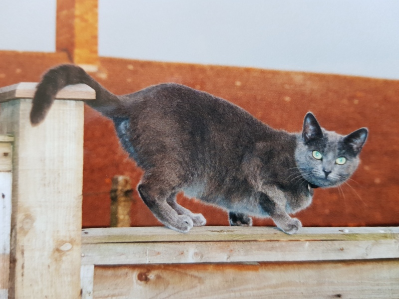 Is this cat pregnant?
