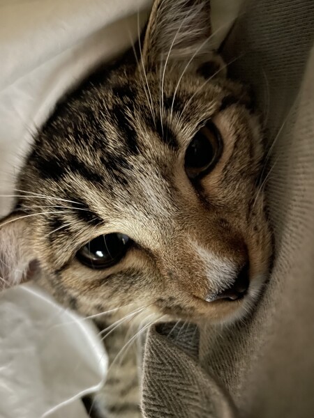 Just for the love of Tabby Cats- not enough tabby love