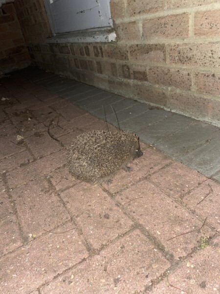 To ask you to please help hedgehogs and other wildlife prepare for winter