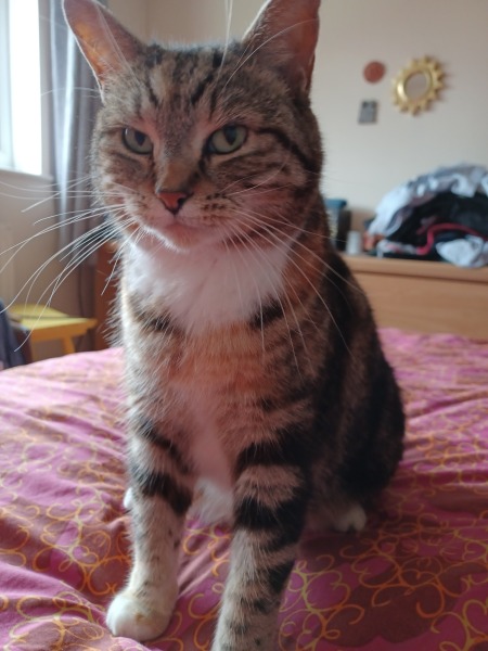 Feckin kitten