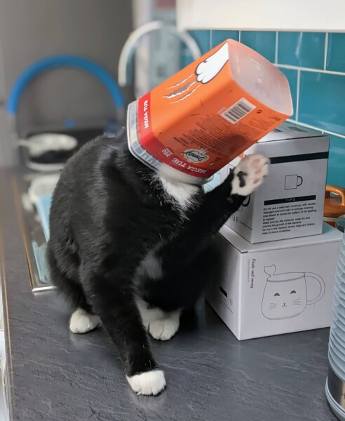What's the daftest thing your cat has done today - pics please!