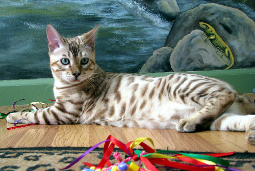 Just for the love of Tabby Cats- not enough tabby love