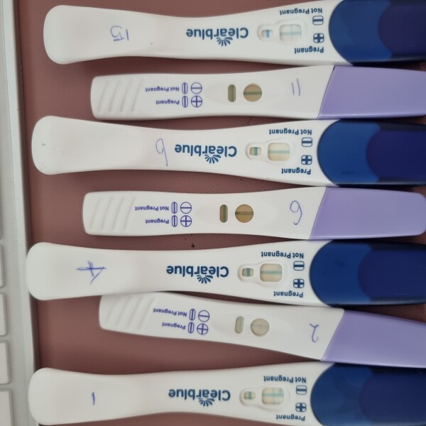 Pregnant or Not Pregnant