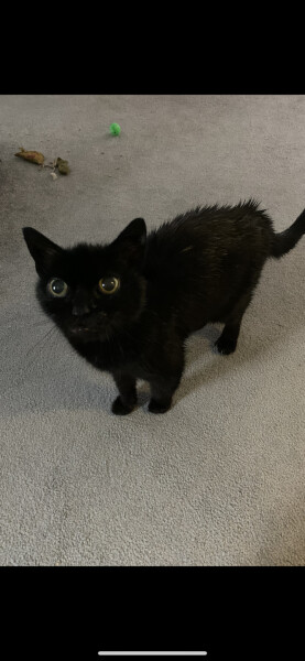 What's the daftest thing your cat has done today - pics please!